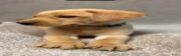 Labrador Retriever dogs for sale: Labrador Puppies - Advert 19
