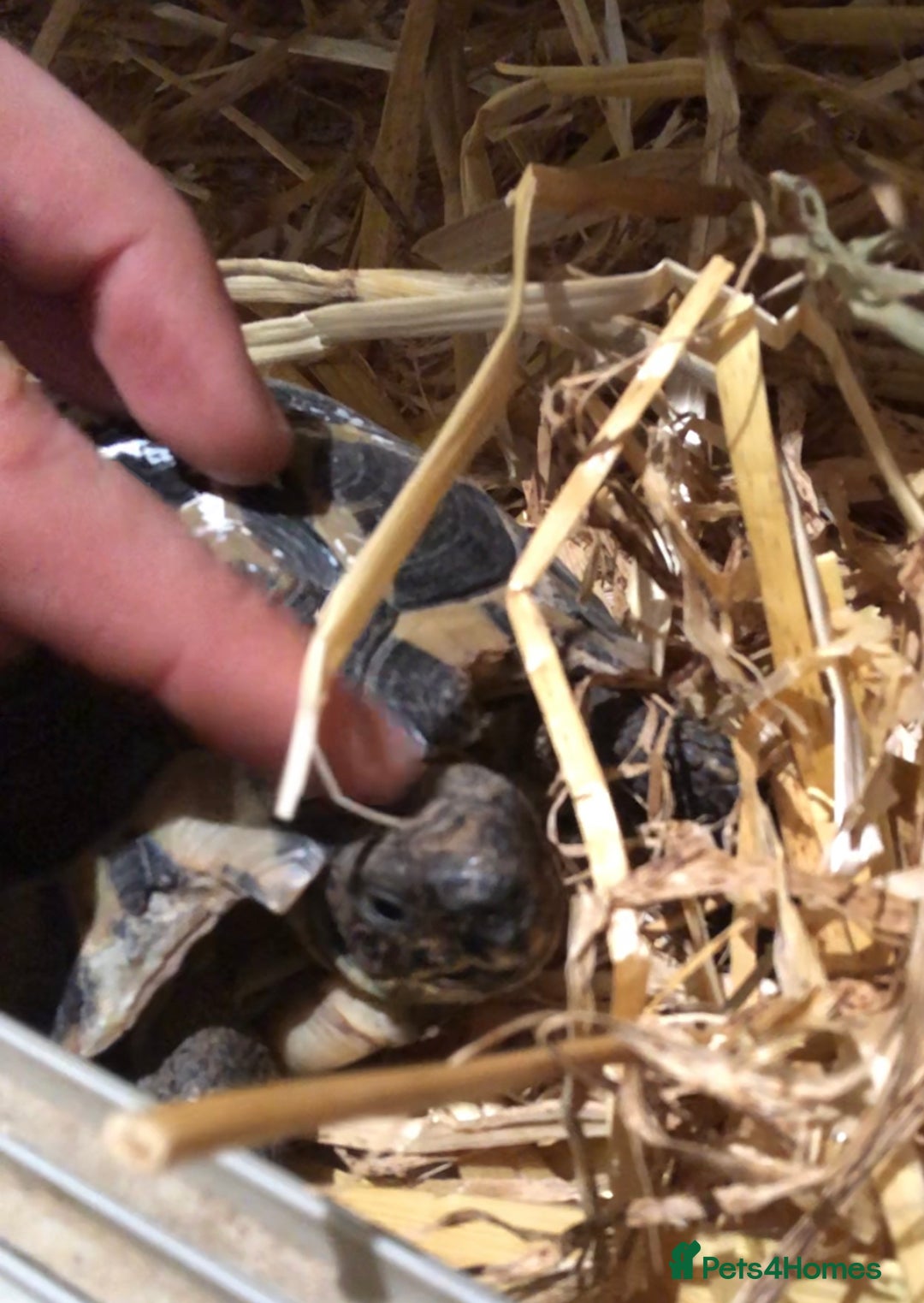 Hermann Tortoise reptiles for sale: Arnold needs rehoming! Set up included - Advert 1