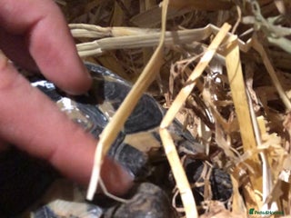 Hermann Tortoise reptiles Arnold needs rehoming! Set up included - Advert 3