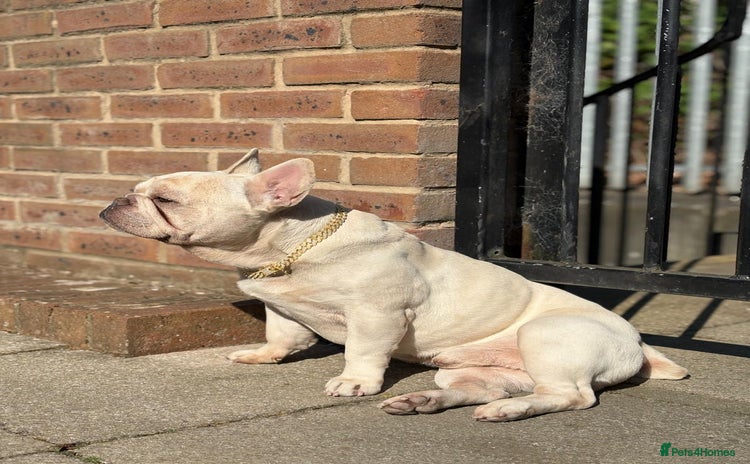 French Bulldog dogs - Advert 3