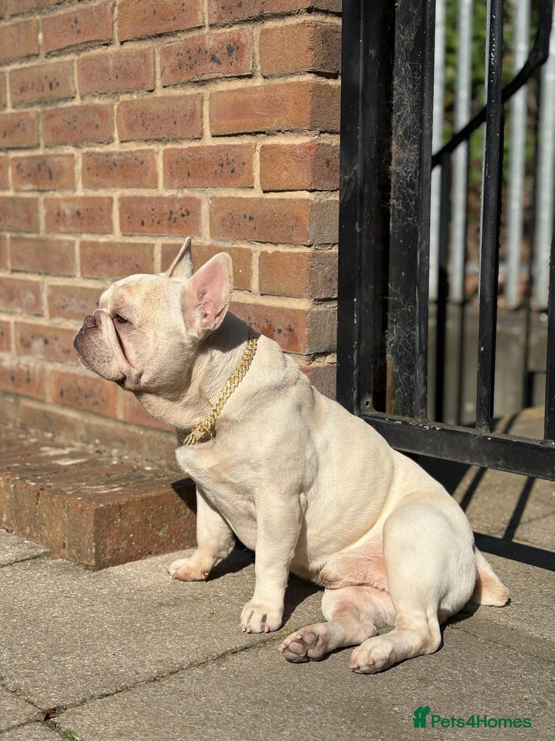 French Bulldog dogs for sale: White Frenchie for Adoption  - Image 1