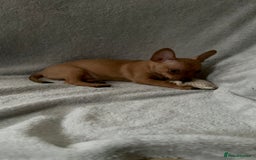 Russian Toy Terrier dogs for sale: For sale KC puppies - Image 17