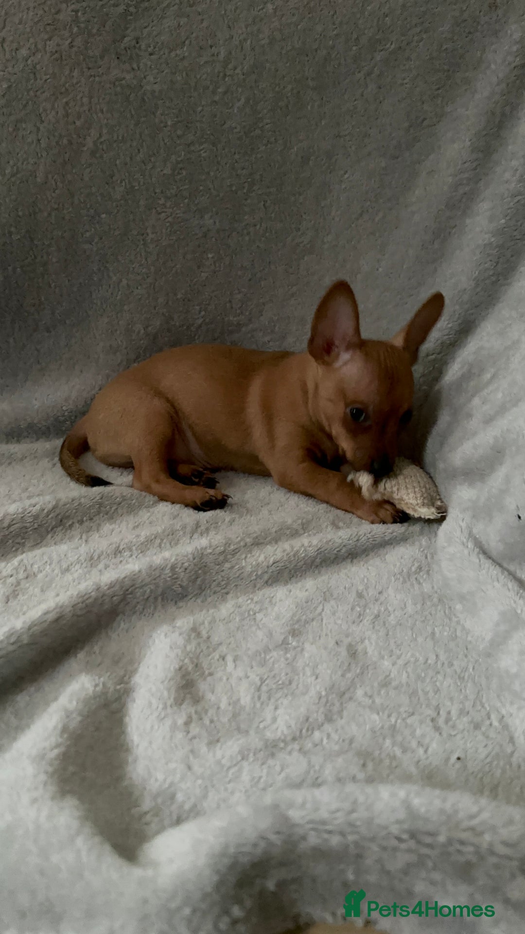 Russian Toy Terrier dogs for sale: For sale KC puppies - Image 17