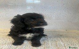 Cockapoo dogs for sale: Stunning cockapoo puppies ready now  - Image 8