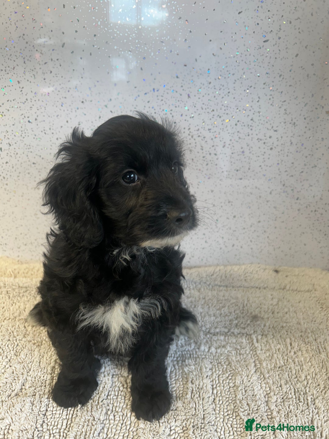 Cockapoo dogs for sale: Stunning cockapoo puppies ready now  - Image 8