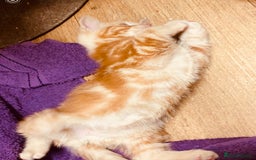 British Shorthair cats for sale: Adorable Kittens FOR SALLE  - Image 6
