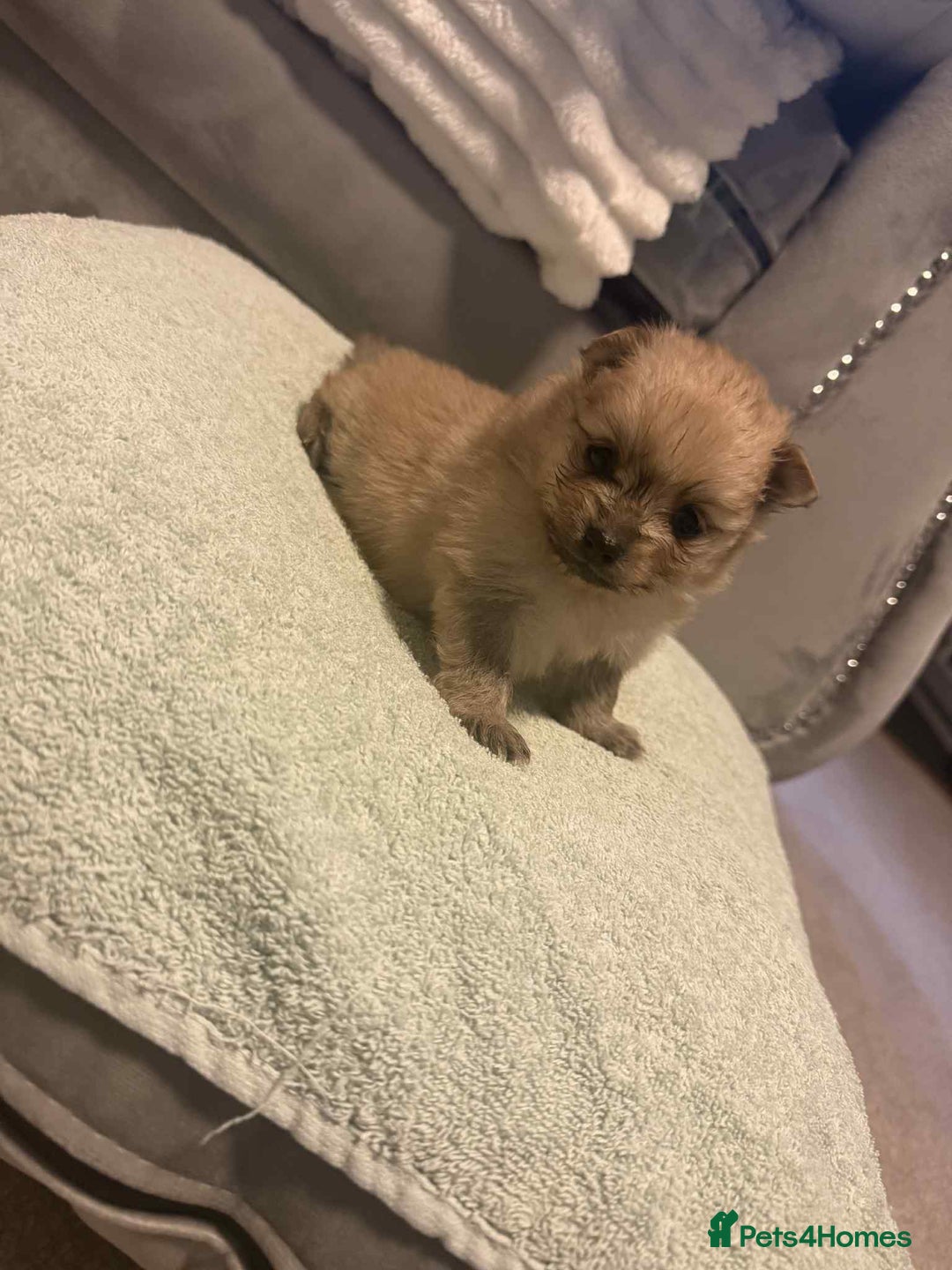 Pomeranian dogs for sale: Beatiful Pomeranian pups - Advert 2