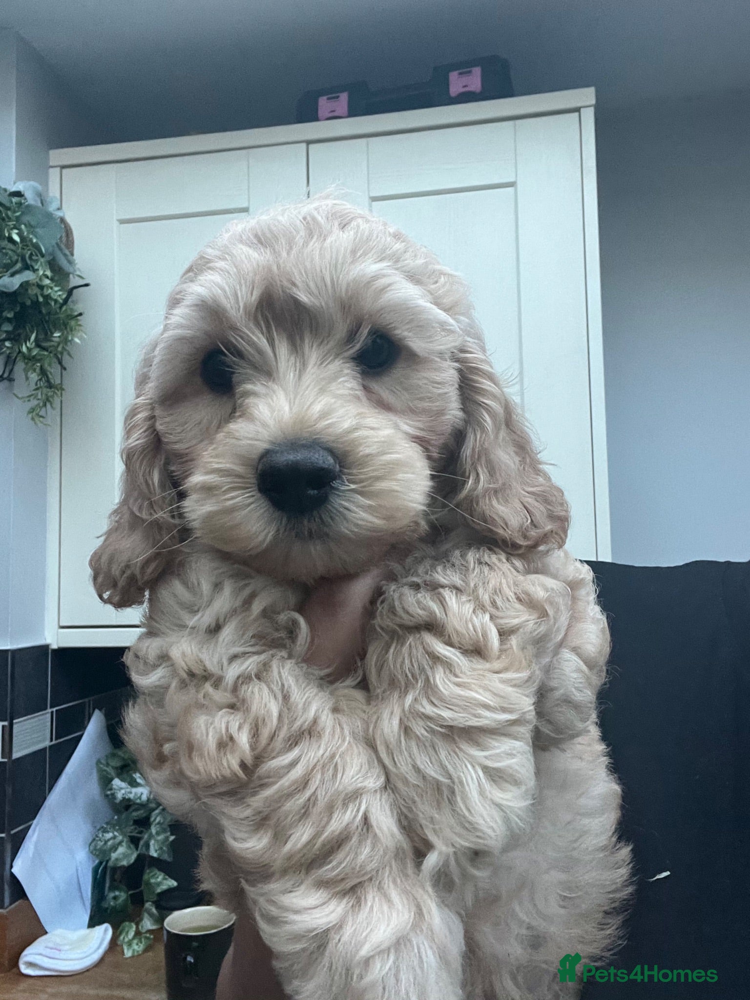 Cavapoo dogs 1  Boy  READY NOW  - Advert 2