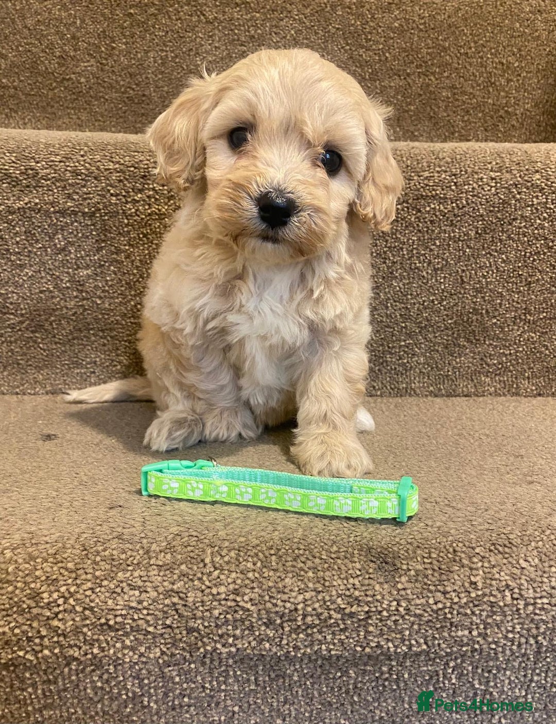 Cavapoo dogs for sale: F2 cavapoo puppys - Advert 6
