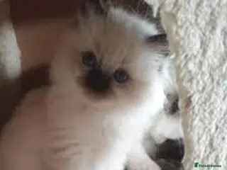 Ragdoll cats Adorable Ragdoll kittens for sale 🐾 - Advert 6