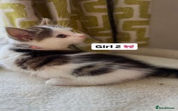 Mixed Breed cats for sale: 2 boys & 2 girls beautiful kittens - Image 8