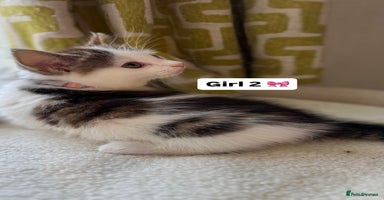 Mixed Breed cats - Advert 16