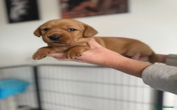 Labrador Retriever dogs for sale: Fox Red Labrador puppies  - Image 2