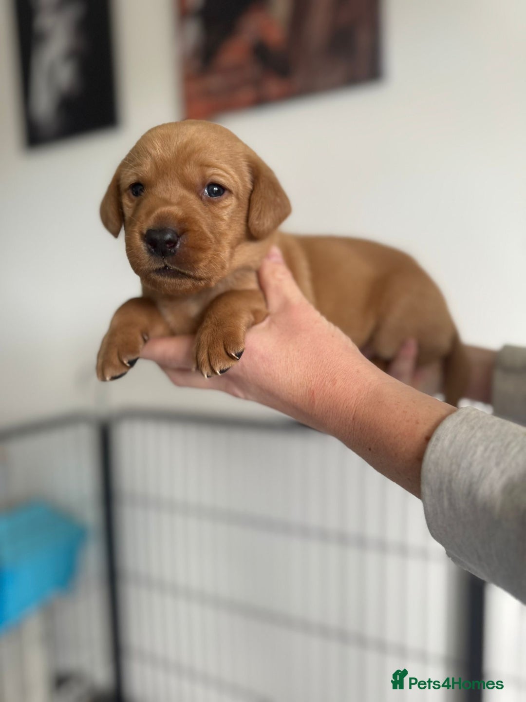 Labrador Retriever dogs for sale: Fox Red Labrador puppies  - Image 2