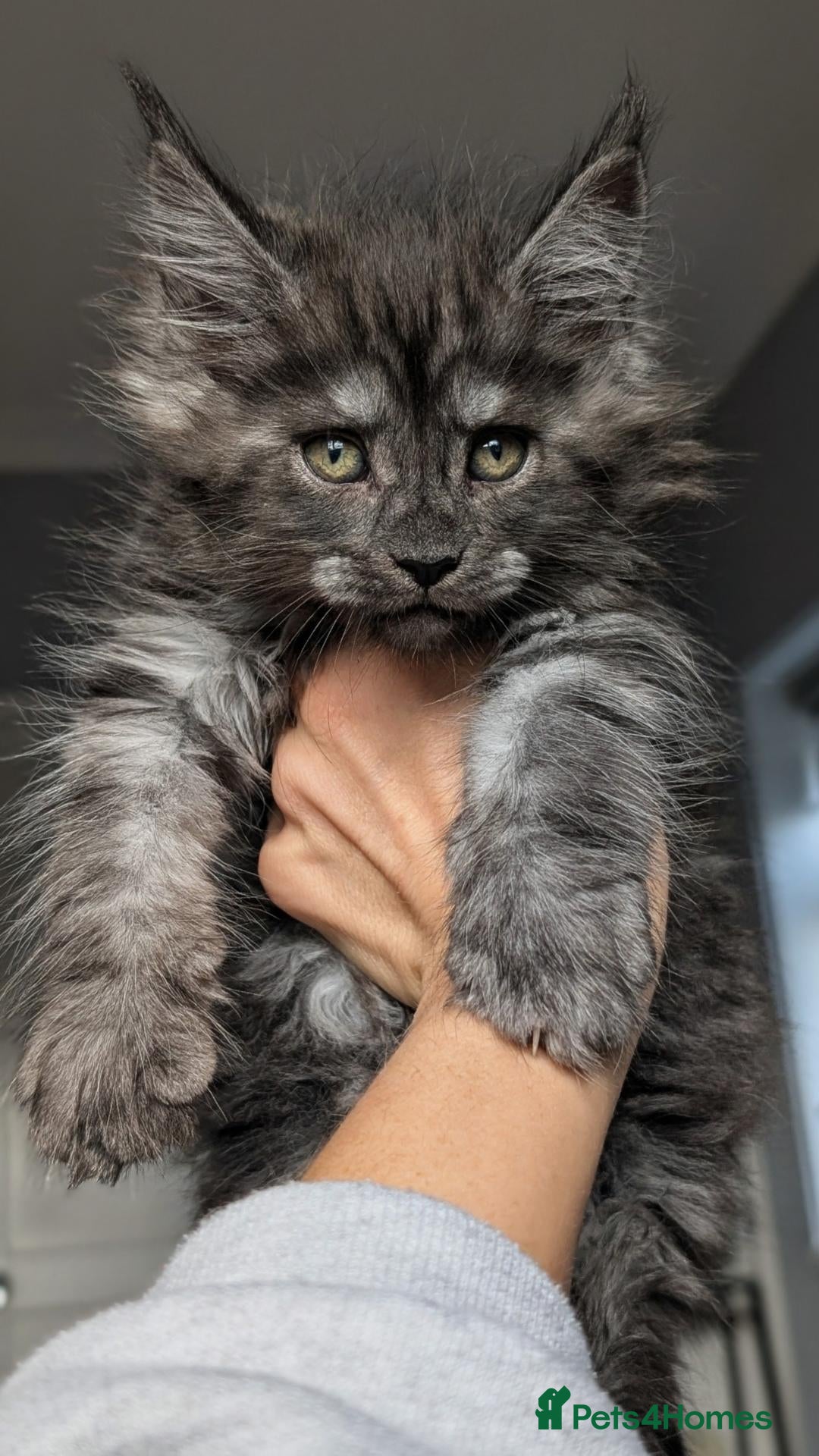 Maine Coon cats Black&Black Smoke Tica registered  - Advert 1