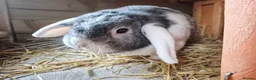Mini Lop rabbits for sale: Bonded Pair of Lop Buns, Male/Female, Neutered - Advert 7