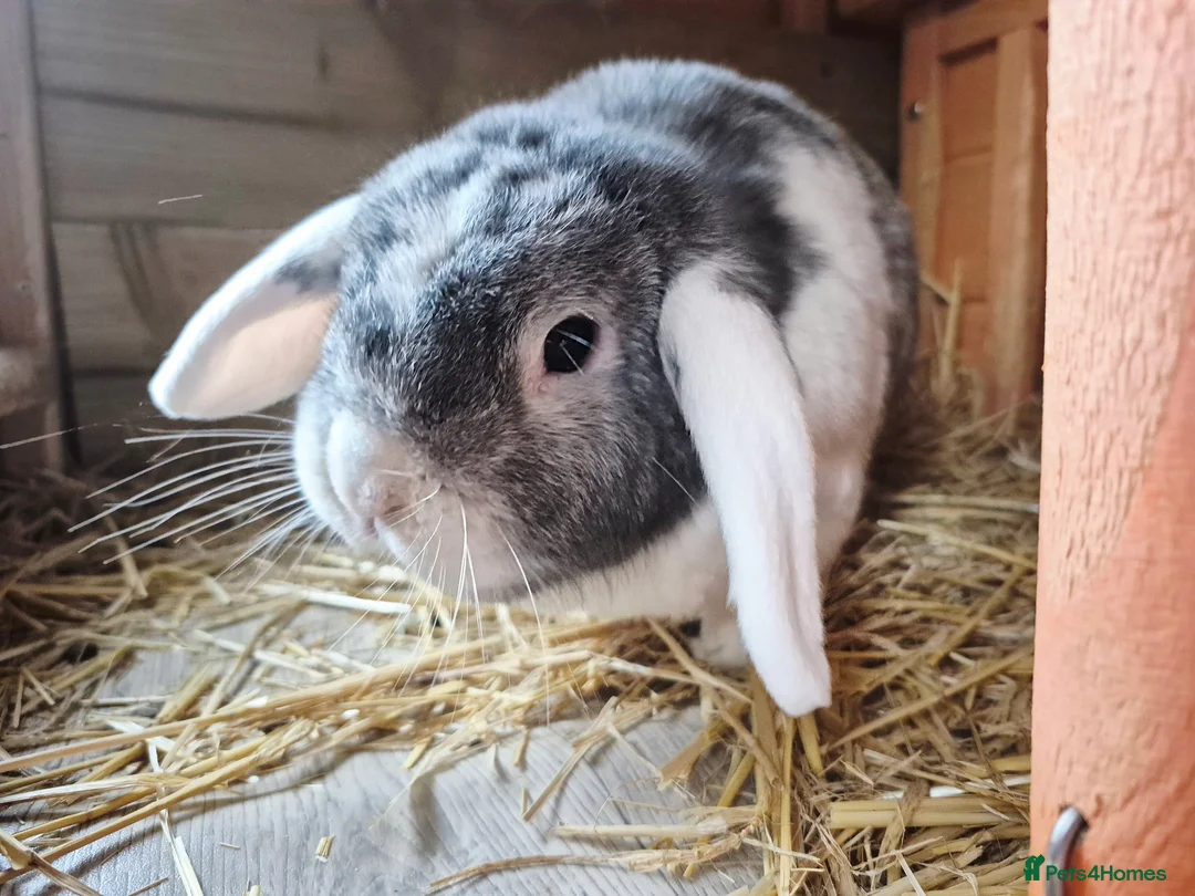Mini Lop rabbits for sale: Bonded Pair of Lop Buns, Male/Female, Neutered - Advert 7