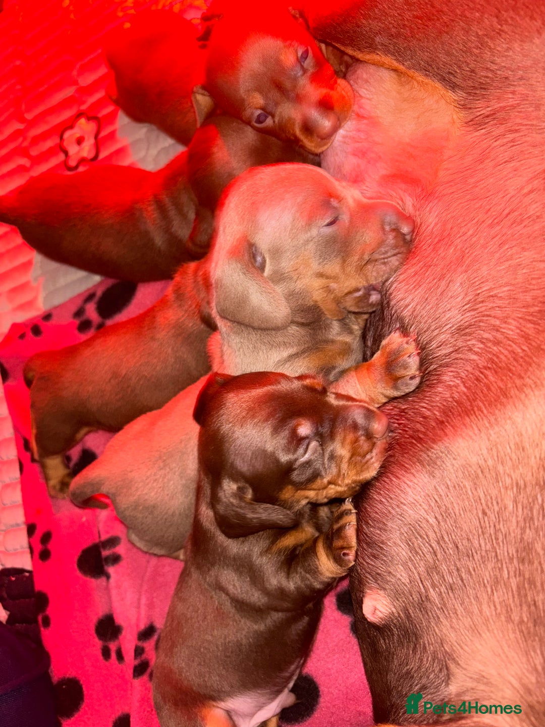 Dachshund dogs for sale: 5 miniature   dachshund  - Image 10