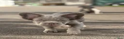 French Bulldog dogs for sale: Visual fluffy French bulldogs  - Advert 3