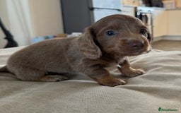 Miniature Dachshund dogs for sale: Miniature Dachshund puppies boys and girls  - Image 6