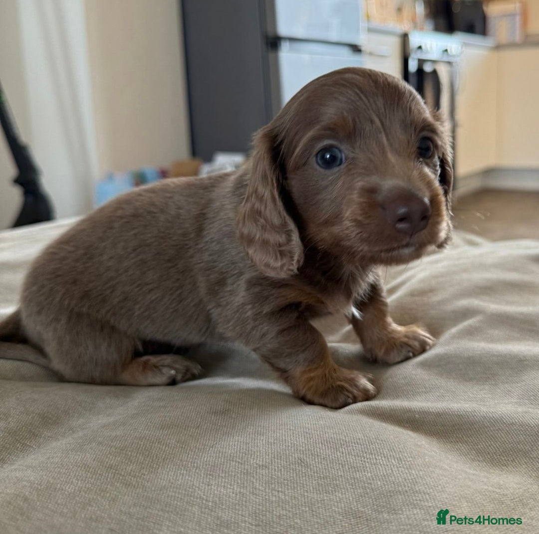 Miniature Dachshund dogs for sale: Miniature Dachshund puppies boys and girls  - Image 6