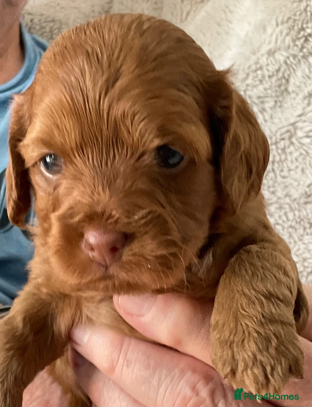 Cockapoo dogs for sale: Tiny Asian poodle cross pups teddy bear cute faces in Peacehaven - Advert 1