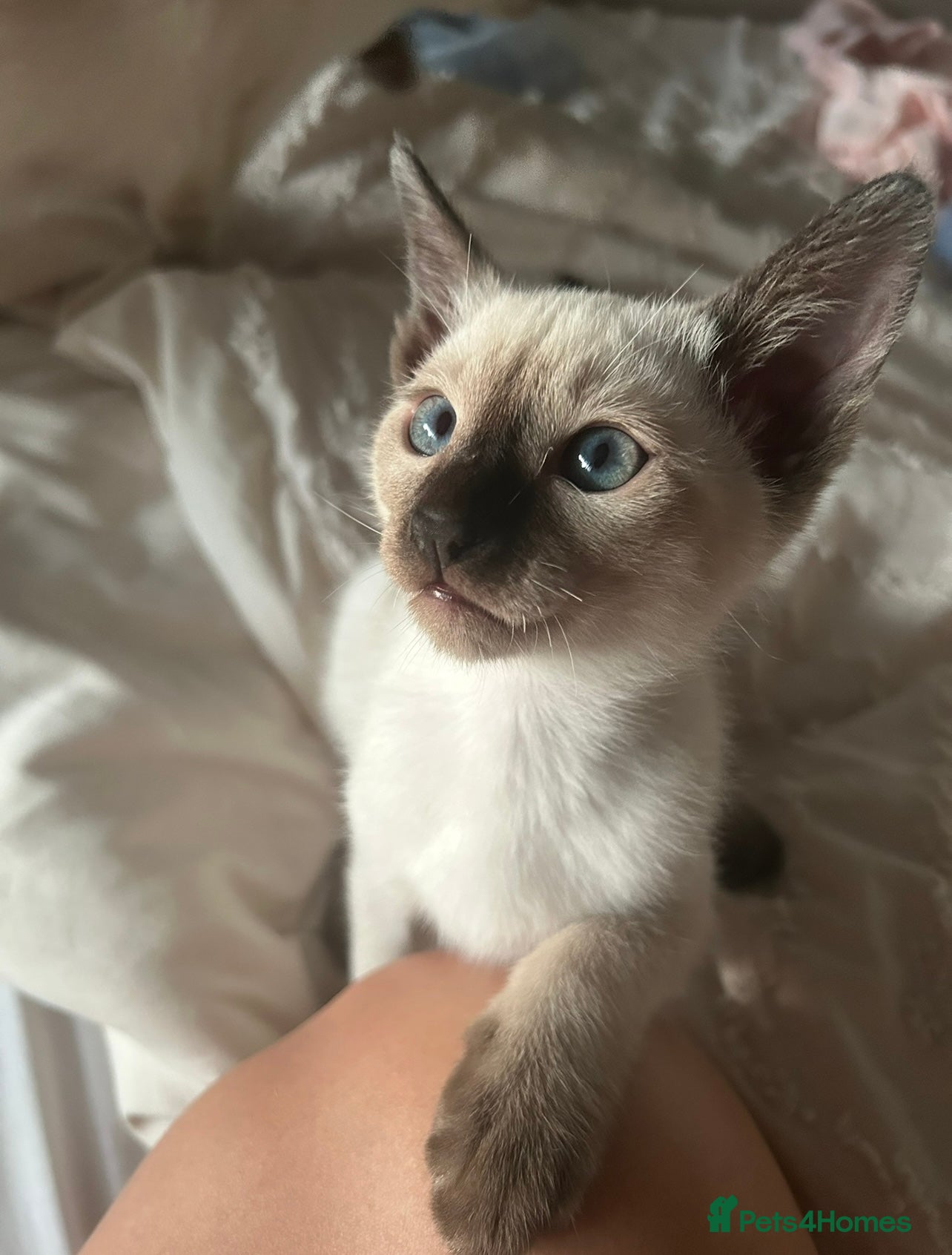 Siamese cats 1x Beautiful Seal Point Female Siamese Kitten - Advert 2