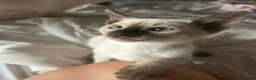 Siamese cats for sale: 1x Beautiful Seal Point Female Siamese Kitten - Advert 4