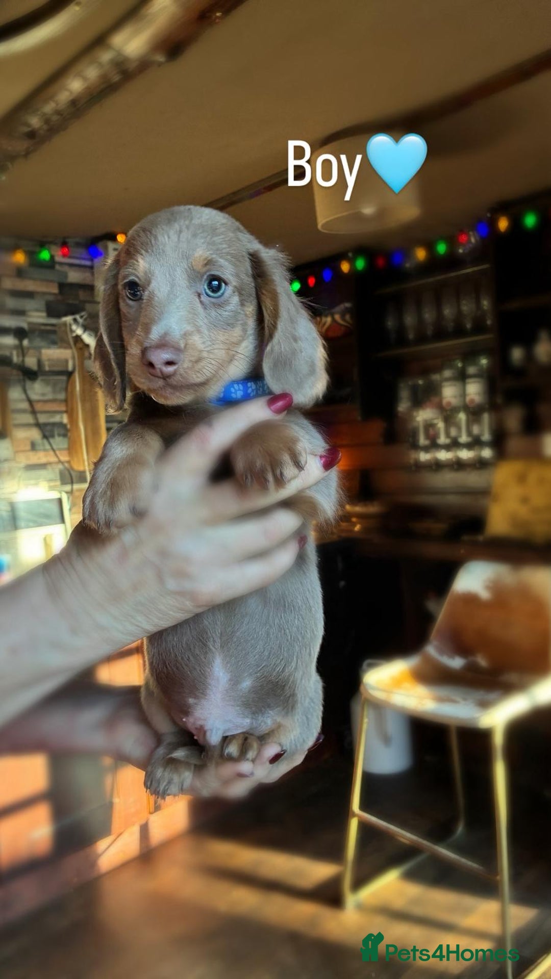 Dachshund dogs for sale: miniature datchund puppies - Advert 3