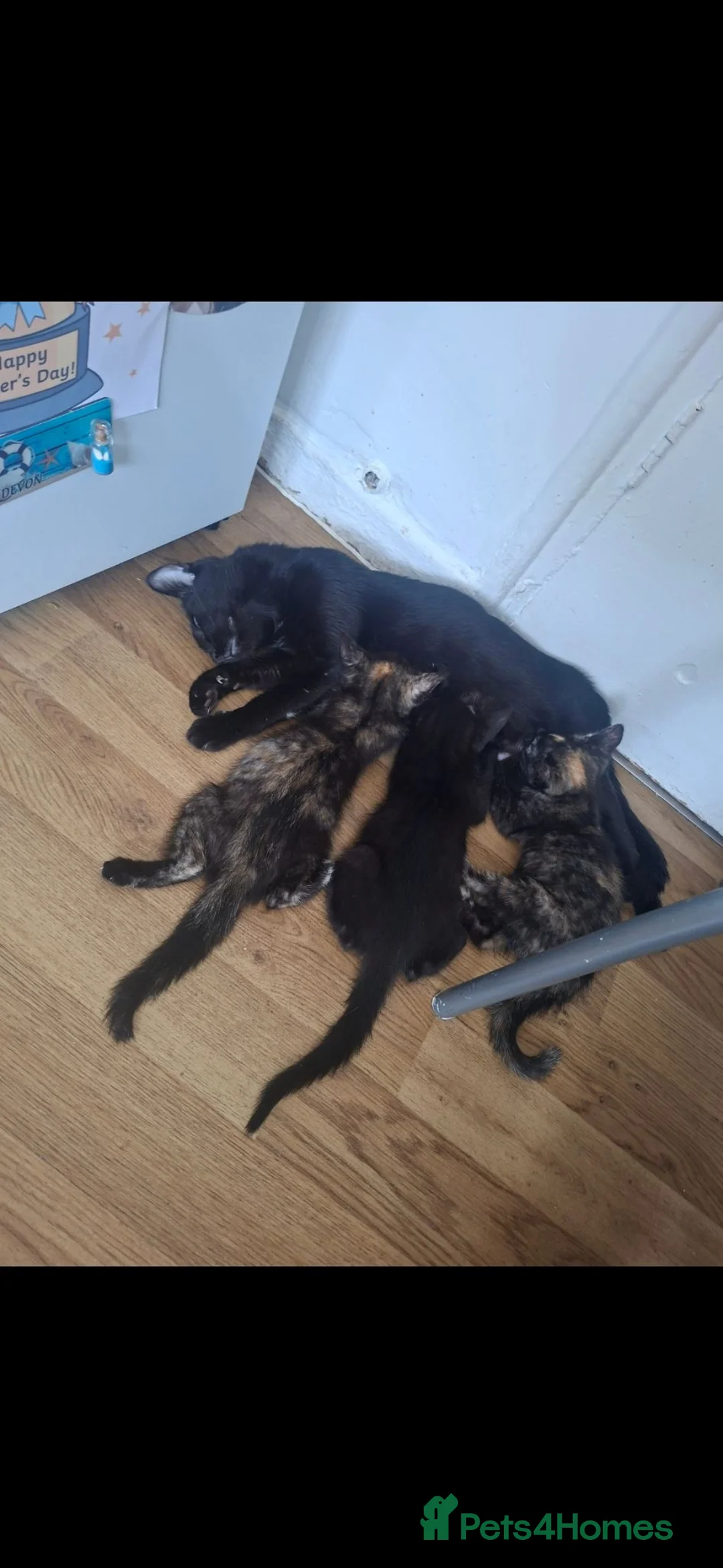 Mixed Breed cats for sale: 1 LOVELY FEMALE KITTEN💕 - Advert 2