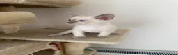 Siamese cats for sale: 5 Siamese kittens  - Advert 4