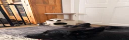 Mixed Breed cats for sale: Beautiful kittens - Advert 5