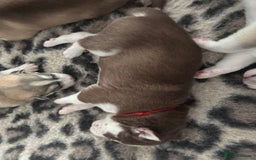 Siberian Husky dogs for sale: Siberian huskies  for sale  - Image 27