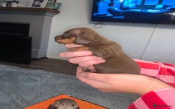 Miniature Dachshund dogs for sale: Kc miniature daschunds - Image 10