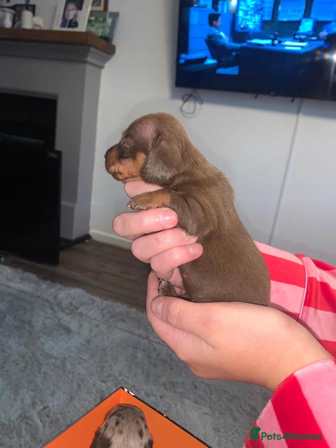 Miniature Dachshund dogs for sale: Kc miniature daschunds - Image 10