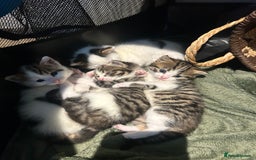 British Shorthair cats for sale: 3 beautiful boys and 1 girl - Image 11