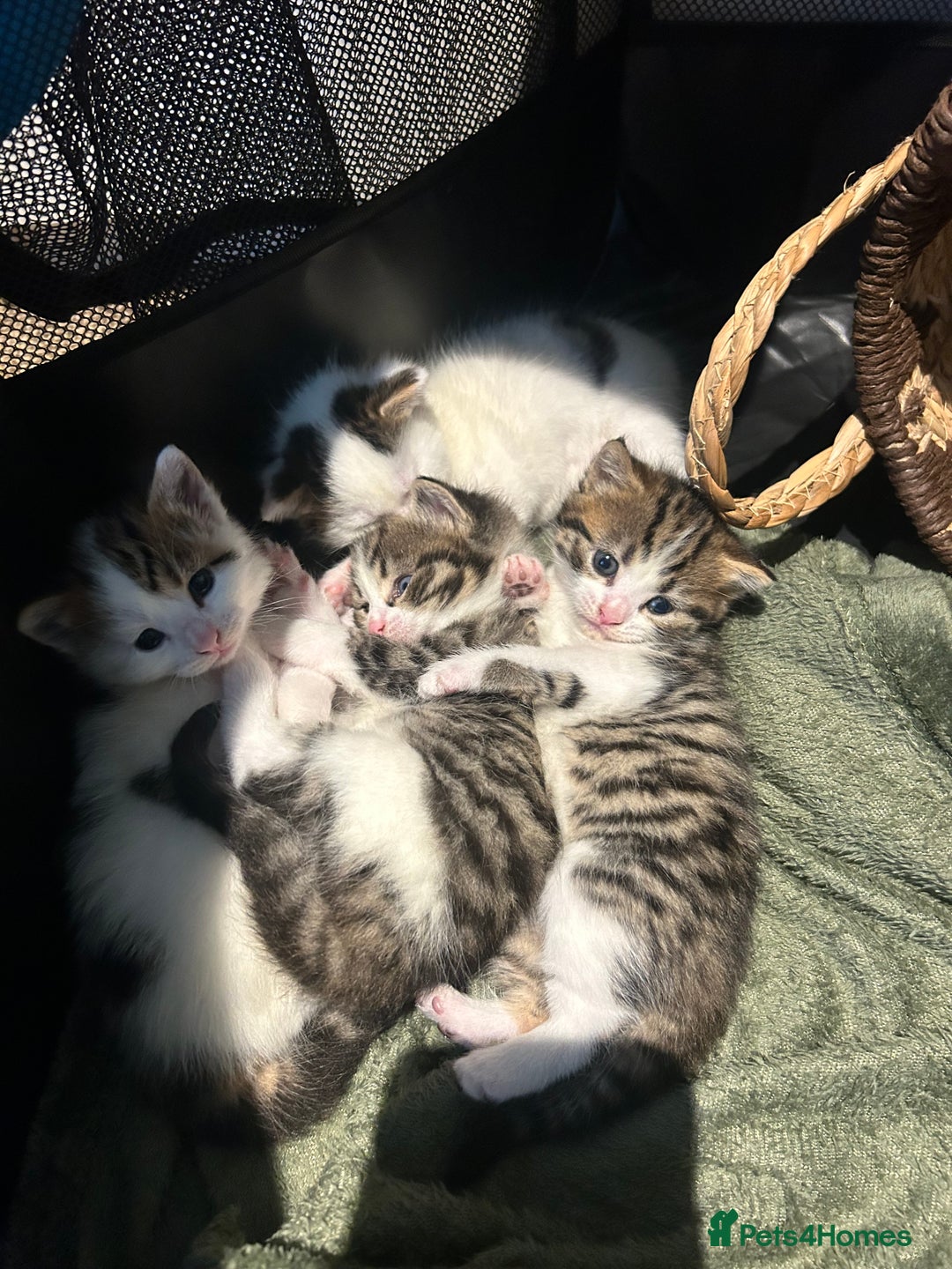 British Shorthair cats for sale: 3 beautiful boys and 1 girl - Image 11