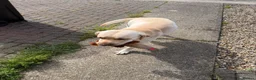 Labrador Retriever dogs for sale: Nearly 2 year old lab  in Halstead - Advert 6