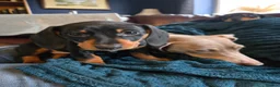 Dachshund dogs for sale: Dachshund pups first and only litter of both  - Advert 14