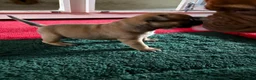 Staffordshire Bull Terrier dogs for sale: 6 red boys  - Advert 12