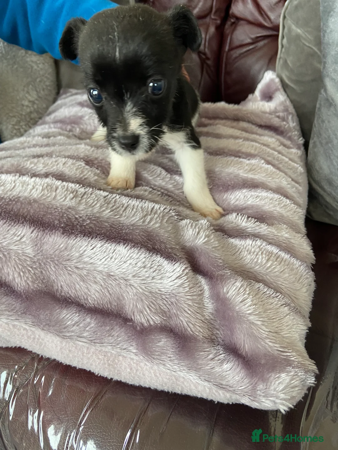 Jack Russell dogs for sale: Jack Russell  - Advert 4