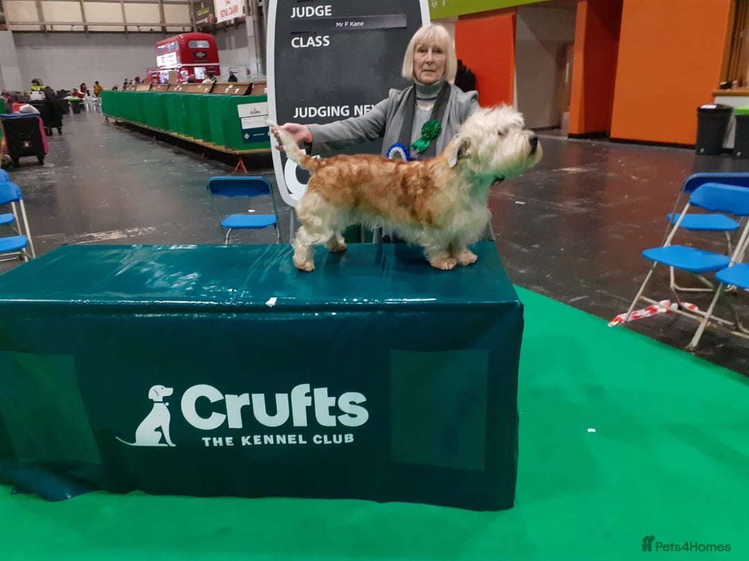 Glen of Imaal Terrier dogs for sale: Glen of Imaal terrier puppies - Advert 7