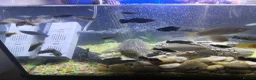 Catfish fish for sale: Huge Sailfin Pleco Ready For Large Tank 36cm - Advert 6