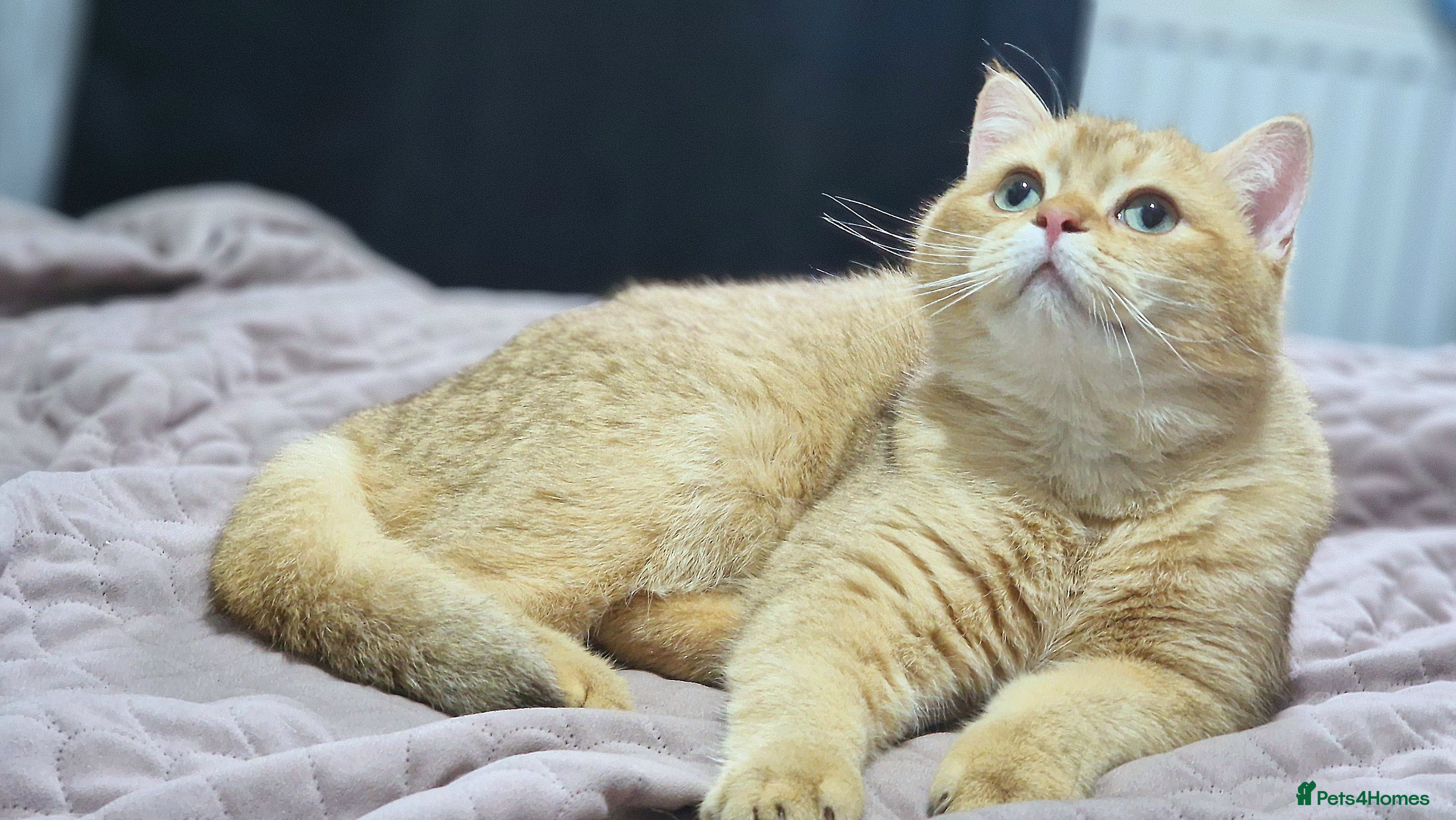 British Shorthair cats Chocolate golden stud available  - Advert 1