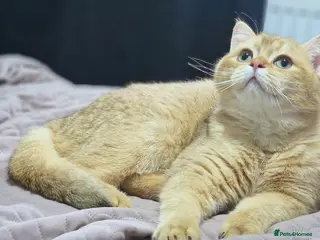 British Shorthair cats Chocolate golden stud available - Advert 1