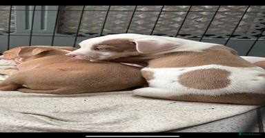 Staffordshire Bull Terrier dogs - Advert 2