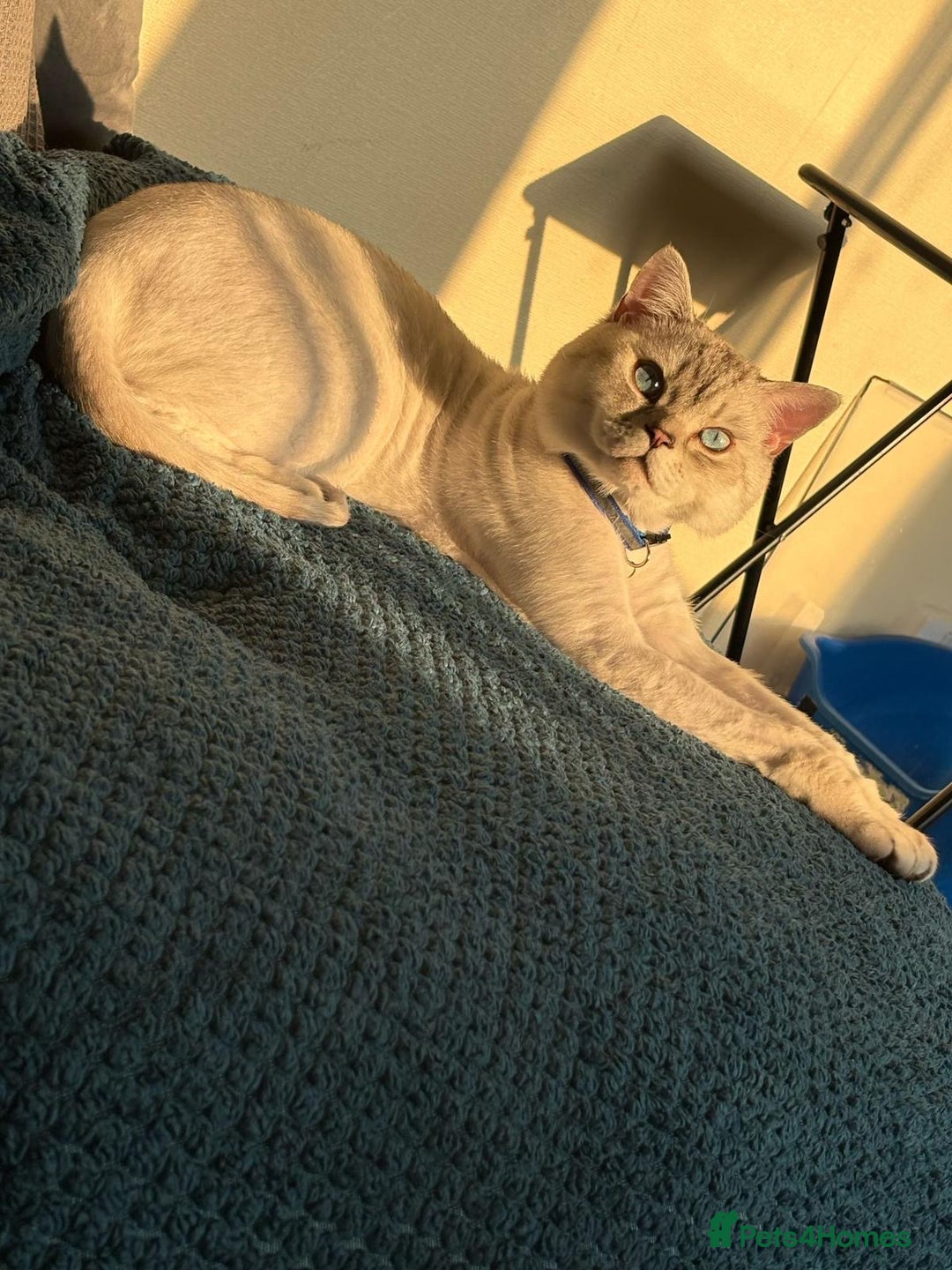 Mixed Breed cats for sale: Beautiful Blue Eyed Boy Looking For His New Home🩵 - Image 1