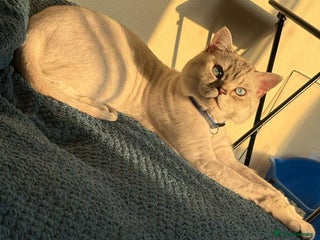 Mixed Breed cats - Advert 8