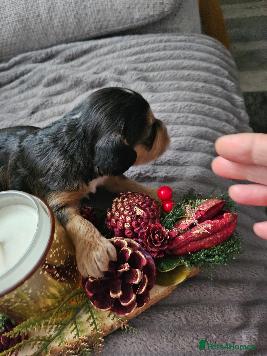 Cockapoo dogs for sale: F2 cockerpoo puppies  - Image 9