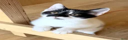 Mixed Breed cats for sale: 🐾 Four Gorgeous Kittens Loving Forever Homes - Advert 9